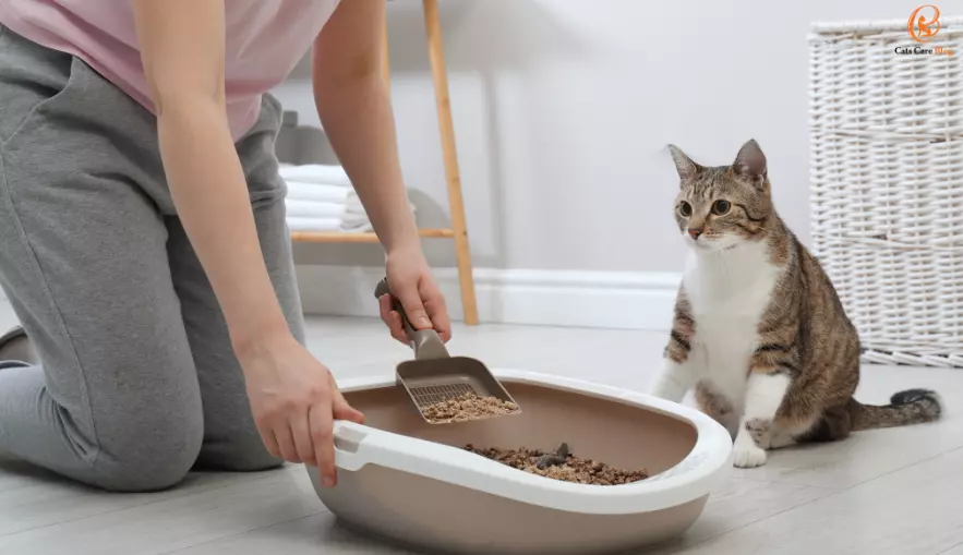 How to get rid of bed bugs on cats