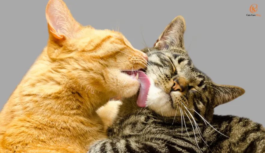 How Cats Communicate Non-Verbally
