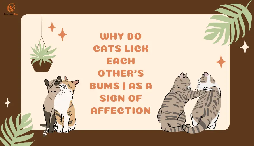 Why Do Cats Lick Each Other's Bums | As A Sign Of Affection