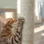 Cat Scratches Walls | How to Prevent Your Cat from Scratching Walls