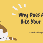 Why Does A Cat Bite Your Nose |The Fascinating Reasons