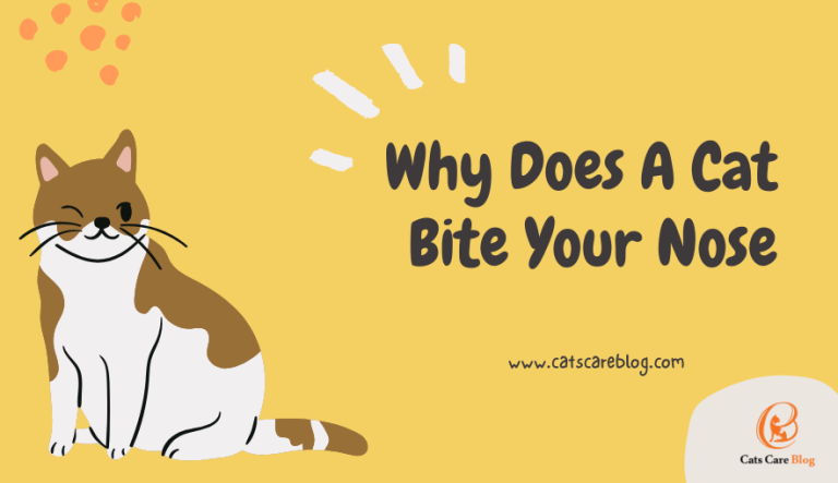 Why Does A Cat Bite Your Nose |The Fascinating Reasons
